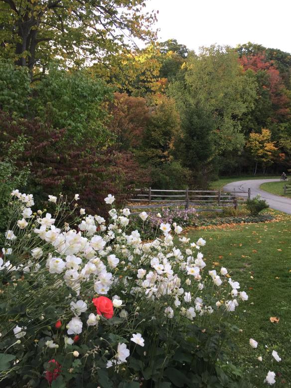Flowers at Chapin Mill
